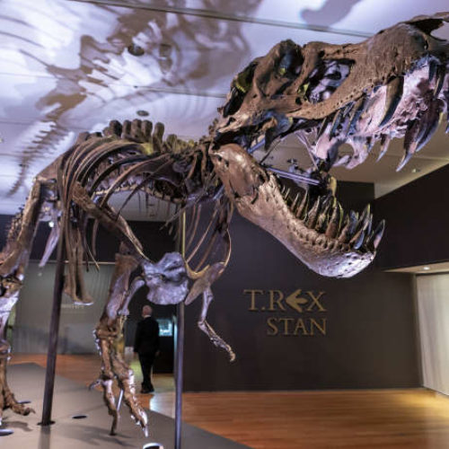 Un dinosaure T-REX vendu 31,8 millions de dollars